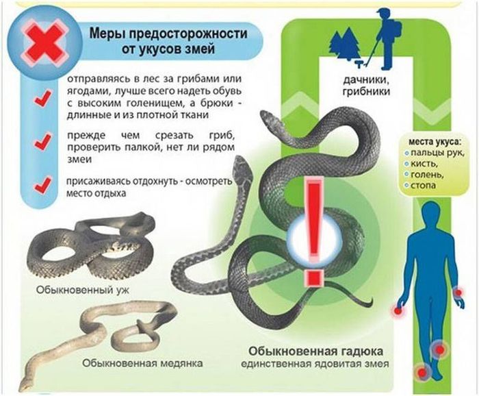 Меры предосторожности от укусов змей